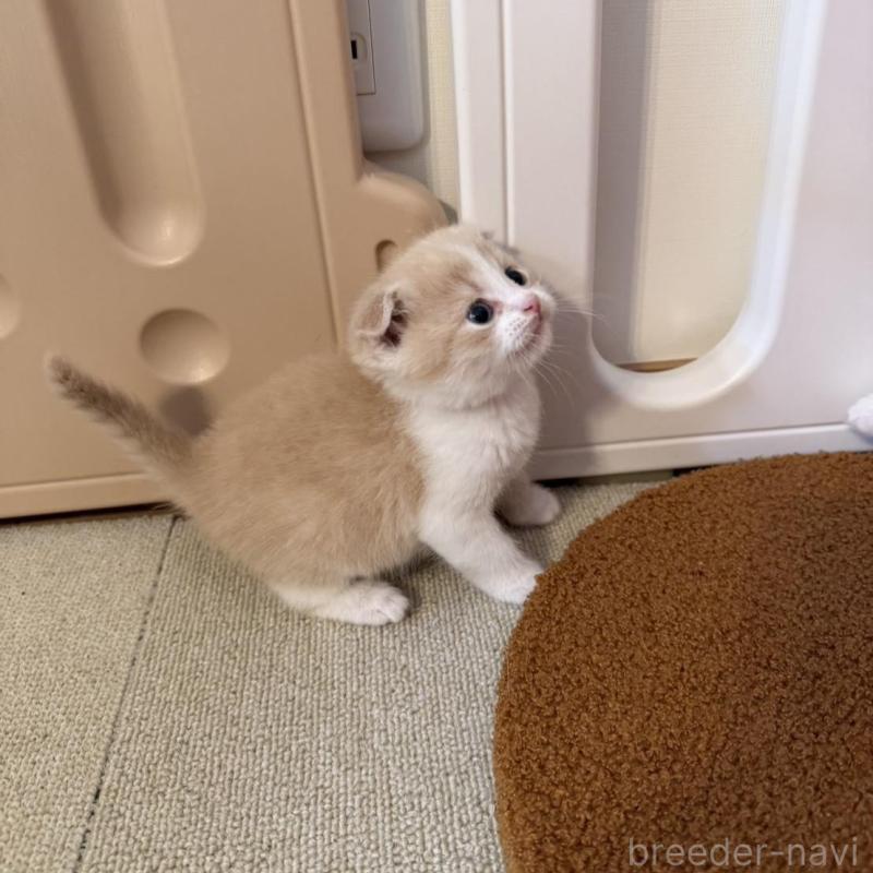 販売中の岡山県のスコティッシュフォールド(折れ耳)-137084の4枚目