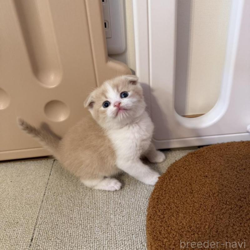 販売中の岡山県のスコティッシュフォールド(折れ耳)-137084の3枚目