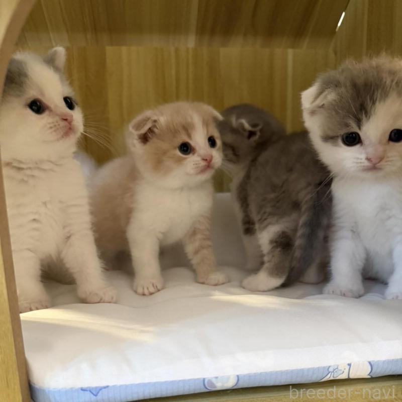 販売中の岡山県のスコティッシュフォールド(折れ耳)-137084の2枚目