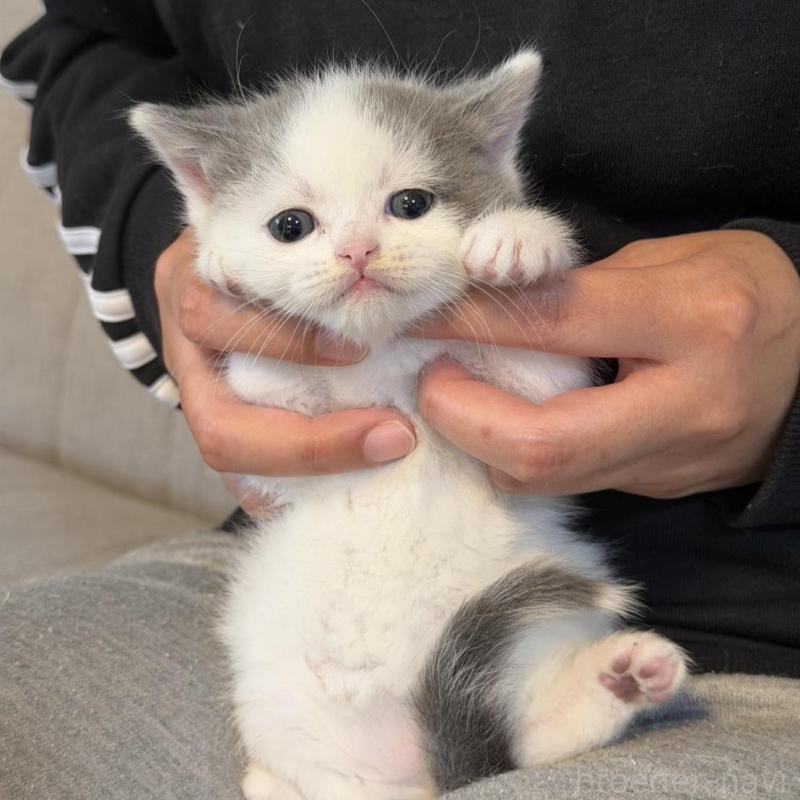 販売中の岡山県のスコティッシュストレート-137085