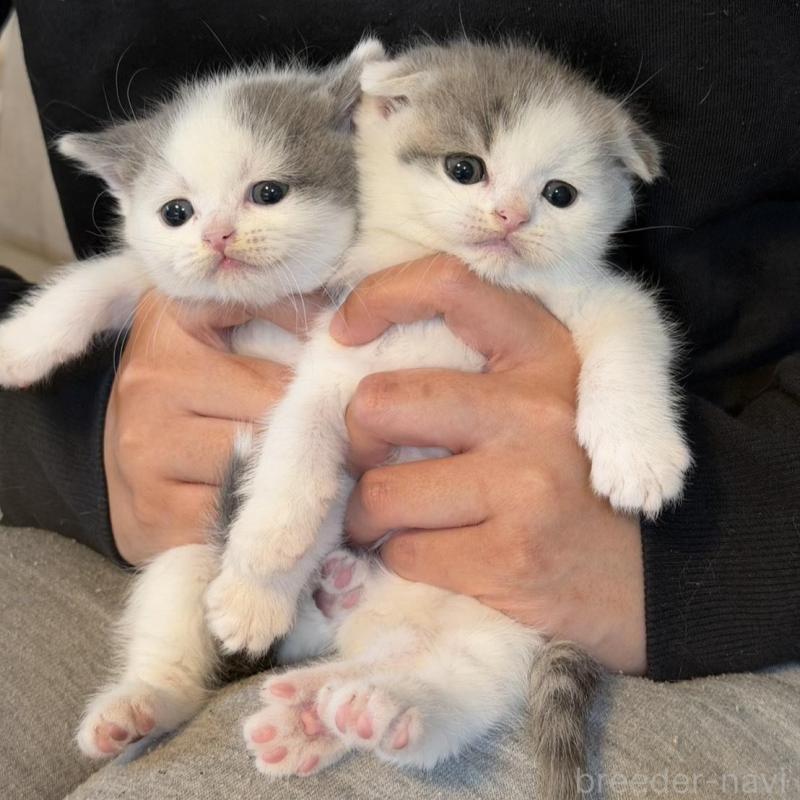 販売中の岡山県のスコティッシュストレート-137085の3枚目