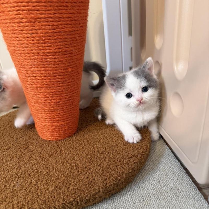 販売中の岡山県のスコティッシュストレート-137085の2枚目