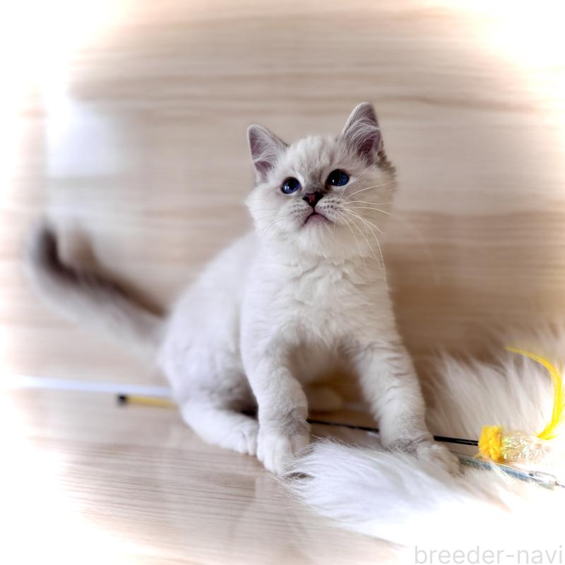 販売中の三重県のラグドール-137086の1枚目