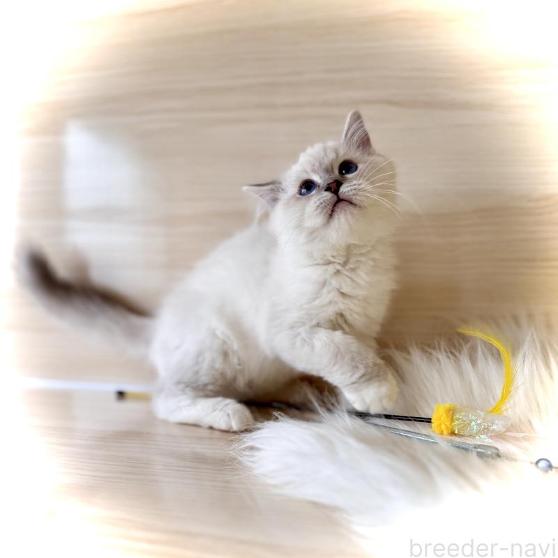 販売中の三重県のラグドール-137086の6枚目