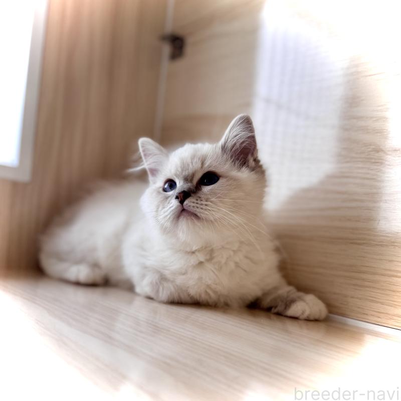 販売中の三重県のラグドール-137086の5枚目