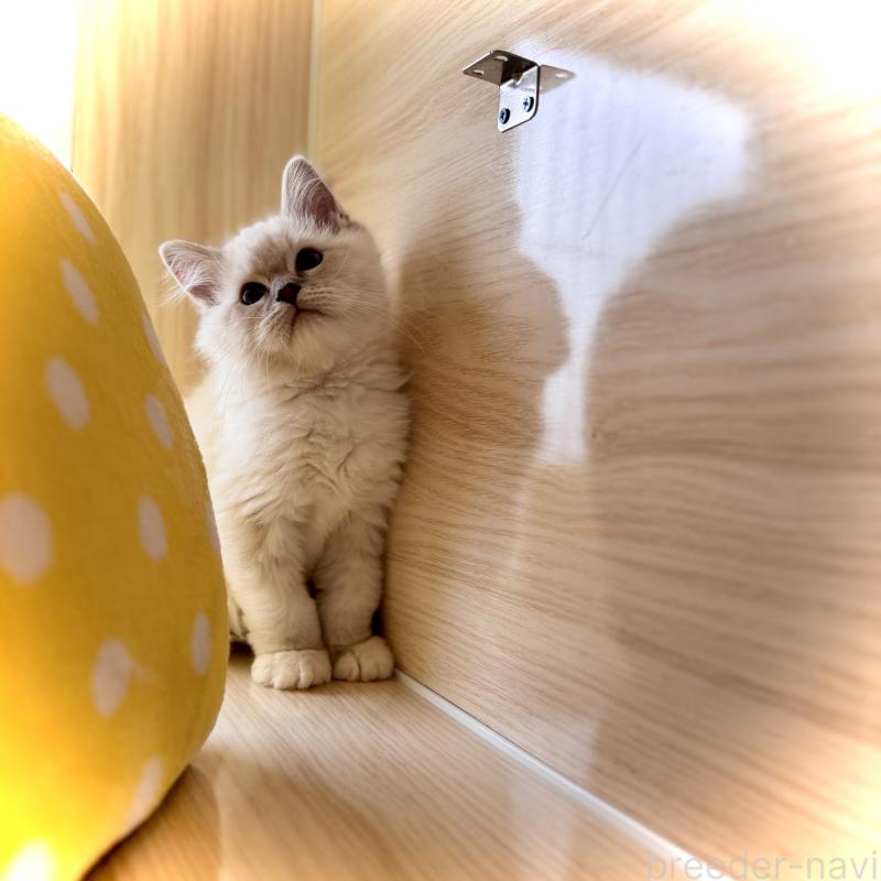 販売中の三重県のラグドール-137086の4枚目