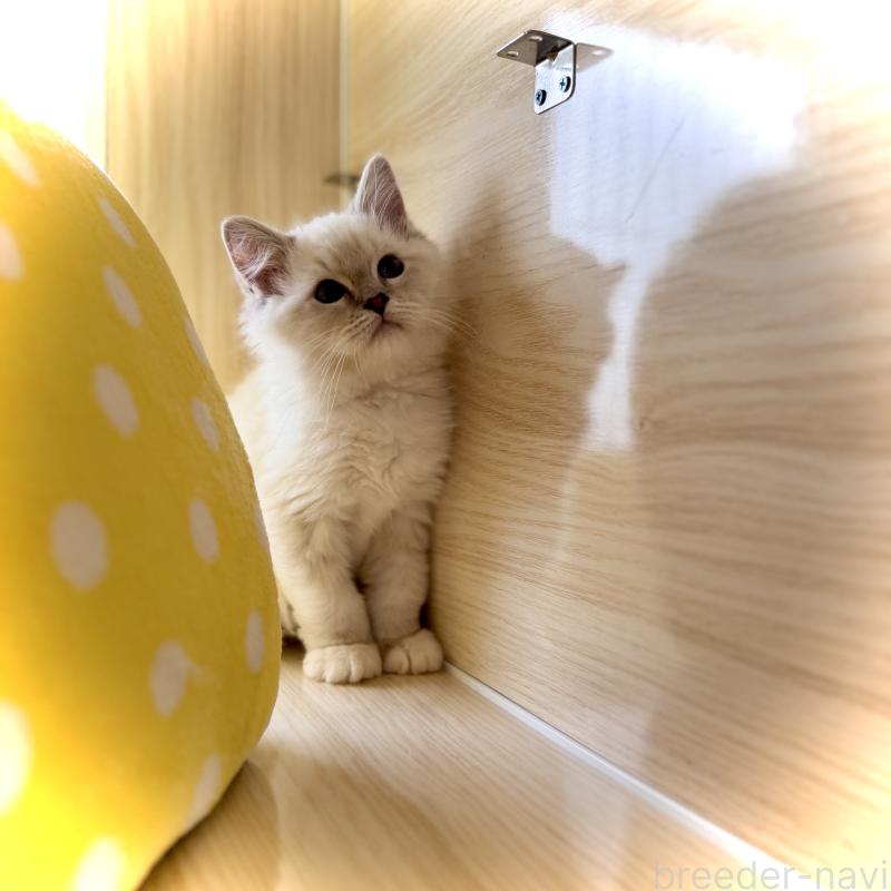 販売中の三重県のラグドール-137086の3枚目
