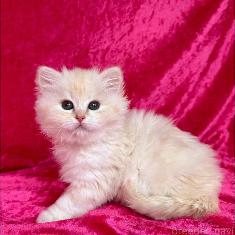 成約済の千葉県のサイベリアン-136224の4枚目