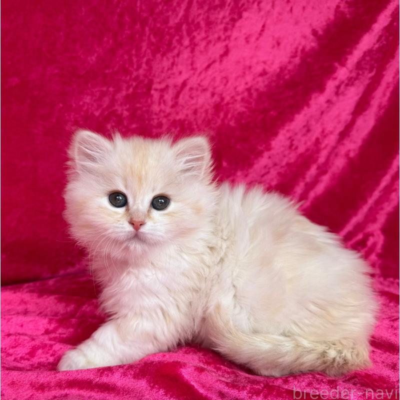 成約済の千葉県のサイベリアン-136224の2枚目