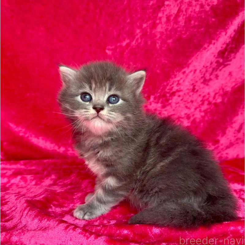 販売中の千葉県のサイベリアン-137088の5枚目