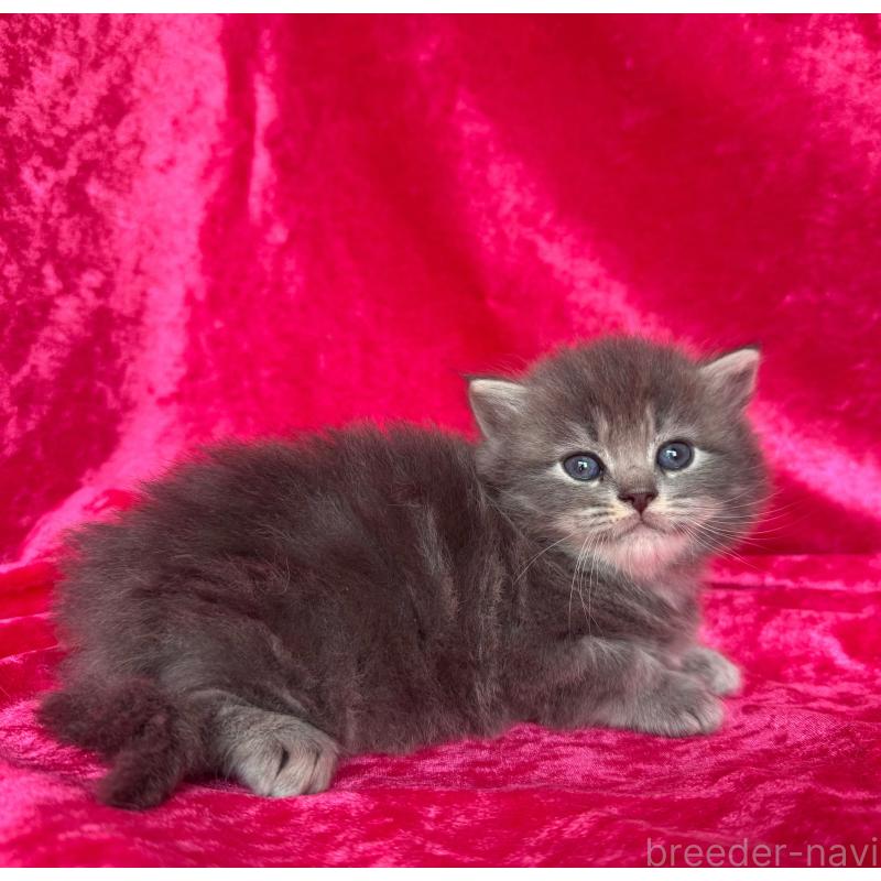 販売中の千葉県のサイベリアン-137088の4枚目