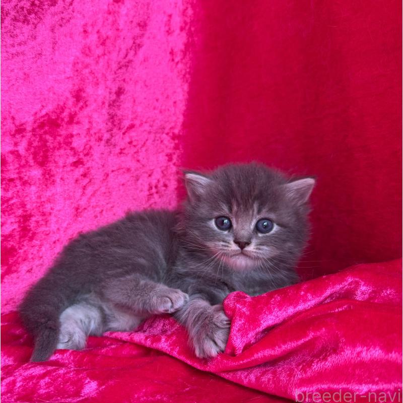 販売中の千葉県のサイベリアン-137088の3枚目