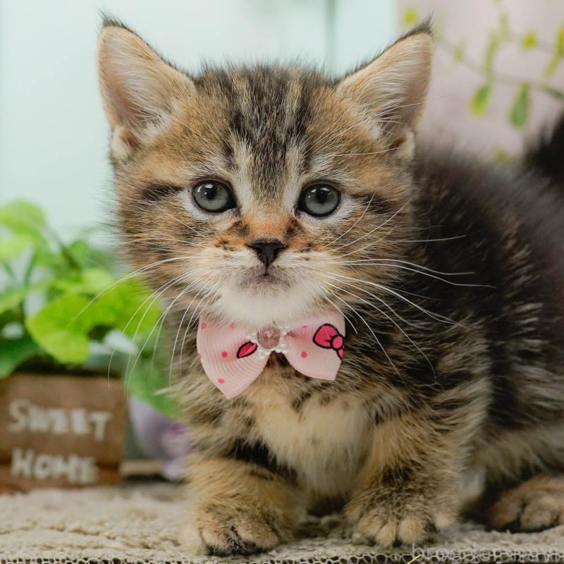 販売中の神奈川県のミヌエット-137091の1枚目