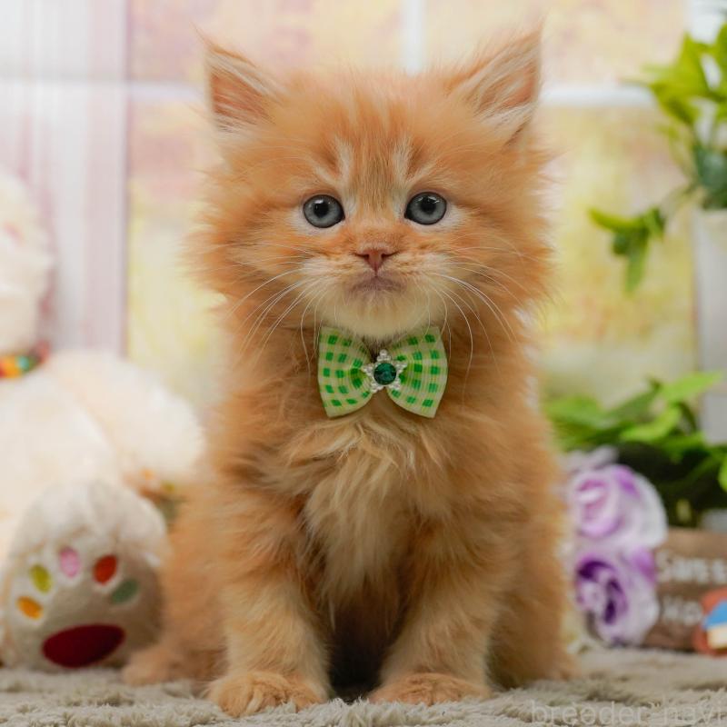 販売中の神奈川県のミヌエット-137092の1枚目