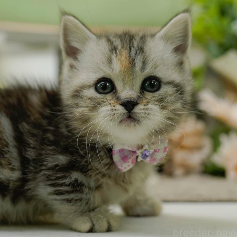 販売中の神奈川県のミヌエット-137093