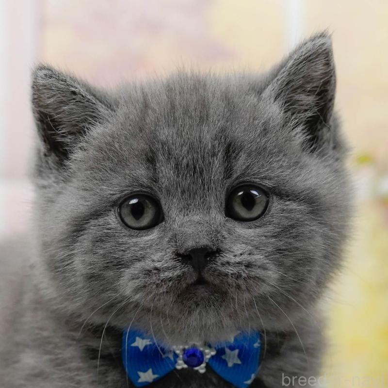 販売中の神奈川県のブリティッシュショートヘア-137095