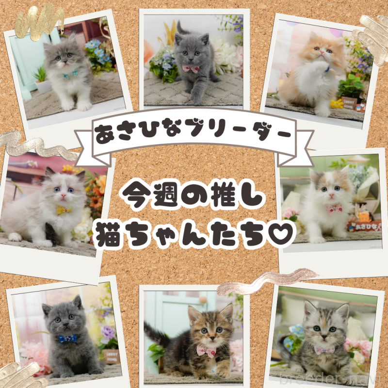 販売中の神奈川県のブリティッシュショートヘア-137095の3枚目