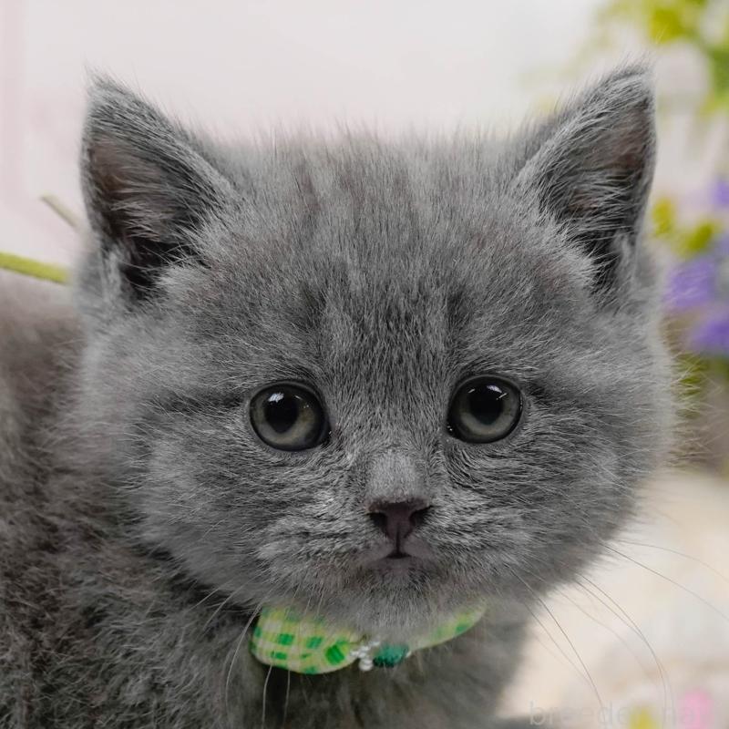 販売中の神奈川県のブリティッシュショートヘア-137096