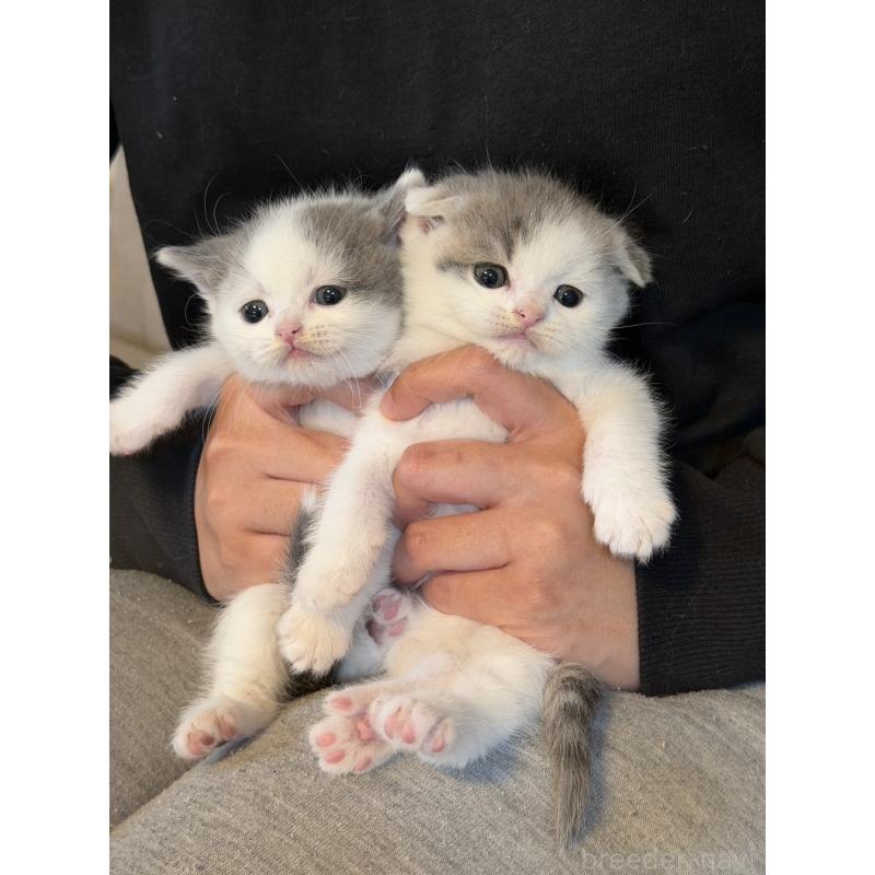 販売中の岡山県のスコティッシュフォールド(折れ耳)-137097の7枚目