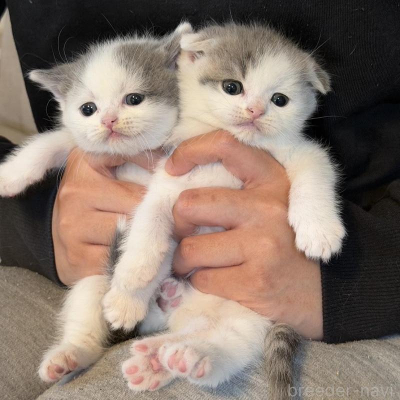 販売中の岡山県のスコティッシュフォールド(折れ耳)-137097の6枚目