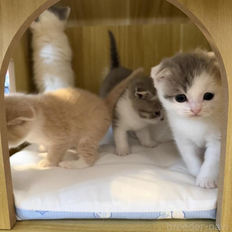 販売中の岡山県のスコティッシュフォールド(折れ耳)-137097の4枚目