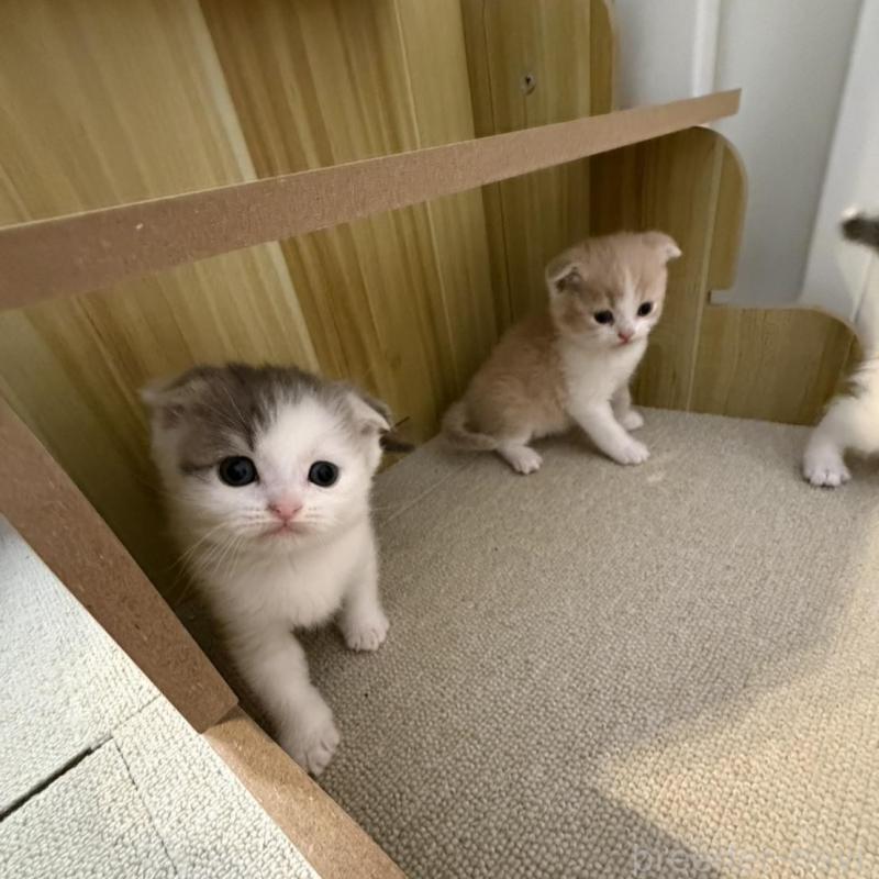 販売中の岡山県のスコティッシュフォールド(折れ耳)-137097の3枚目