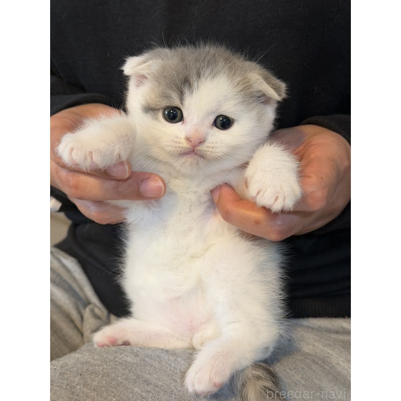 販売中の岡山県のスコティッシュフォールド(折れ耳)-137097の2枚目