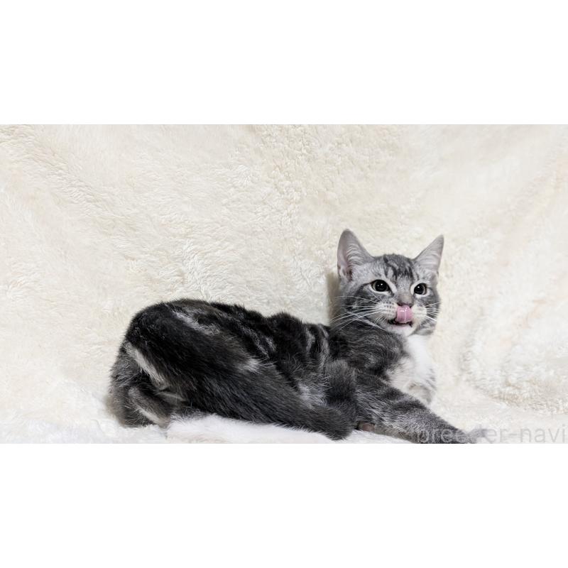 販売中の宮城県のスコティッシュフォールド-131157の13枚目