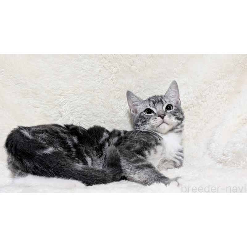 販売中の宮城県のスコティッシュフォールド-131157の12枚目