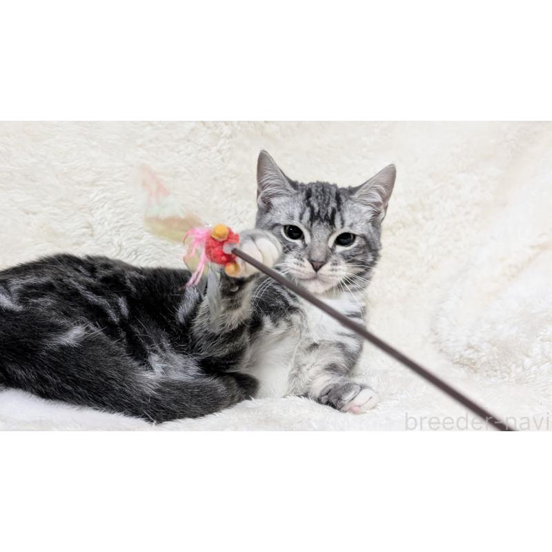 販売中の宮城県のスコティッシュフォールド-131157の11枚目