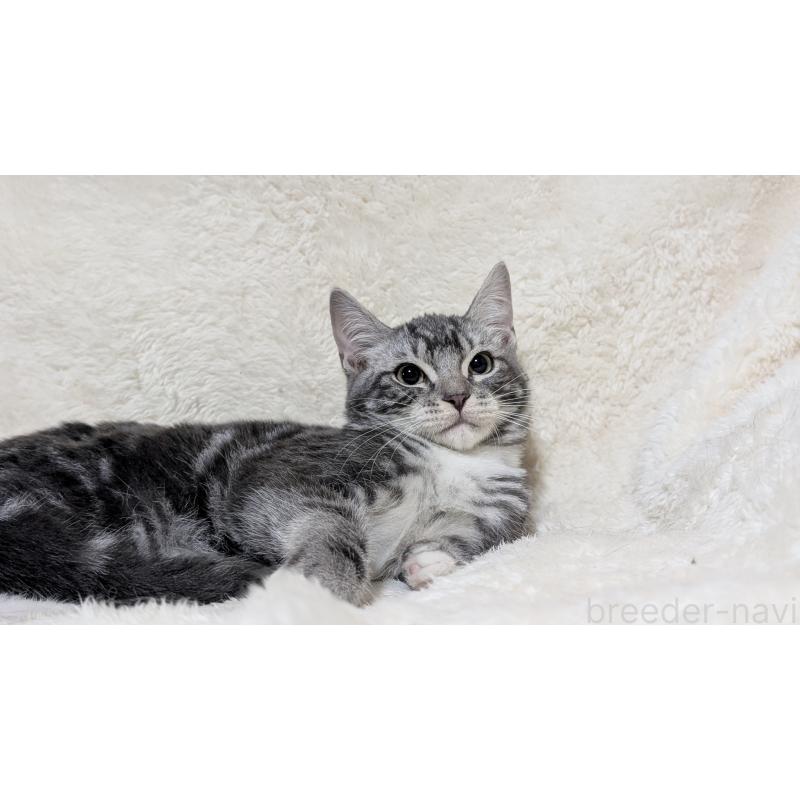 販売中の宮城県のスコティッシュフォールド-131157の10枚目