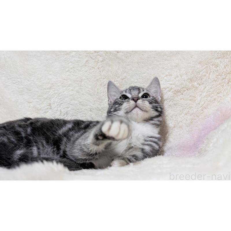 販売中の宮城県のスコティッシュフォールド-131157の9枚目