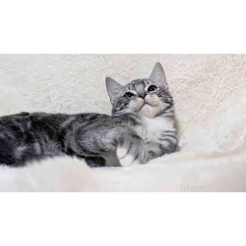 販売中の宮城県のスコティッシュフォールド-131157の8枚目