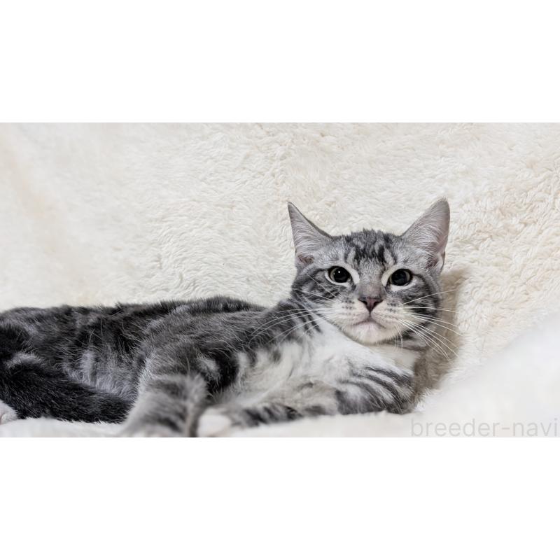 販売中の宮城県のスコティッシュフォールド-131157の7枚目