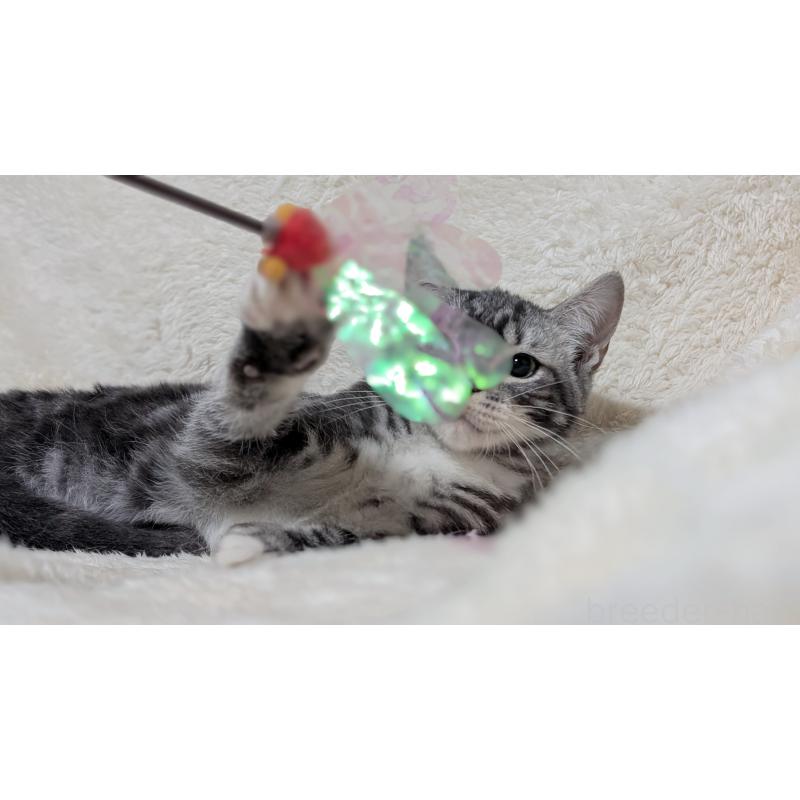 販売中の宮城県のスコティッシュフォールド-131157の6枚目