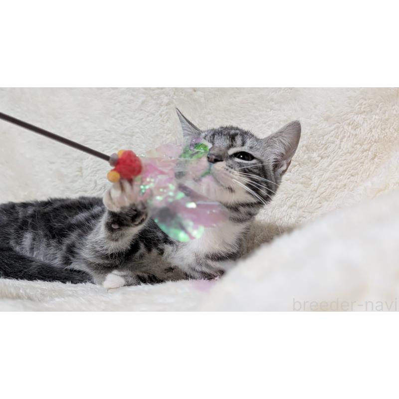 販売中の宮城県のスコティッシュフォールド-131157の5枚目