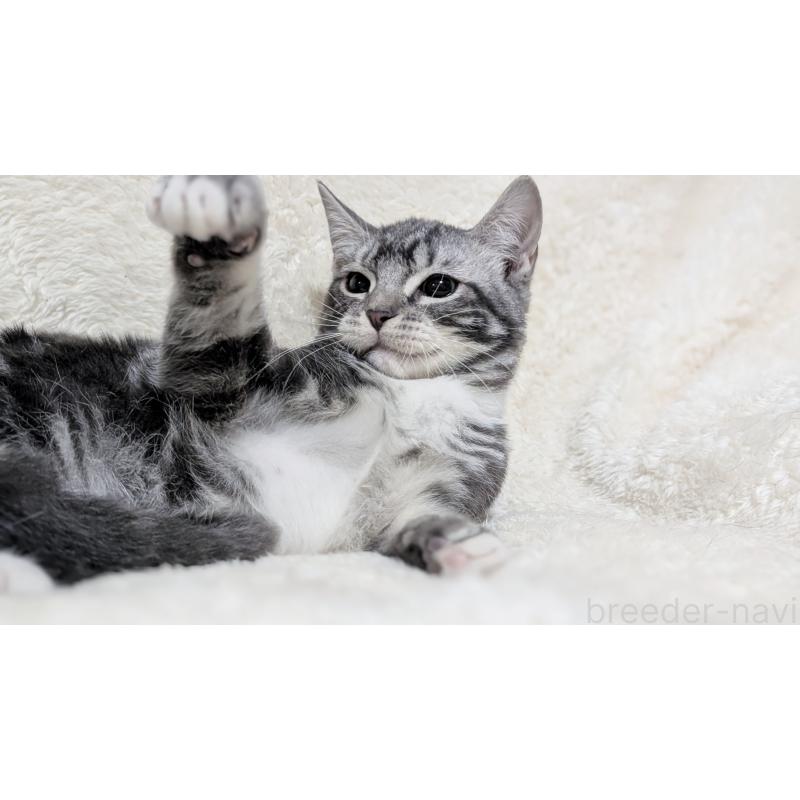 販売中の宮城県のスコティッシュフォールド-131157の4枚目