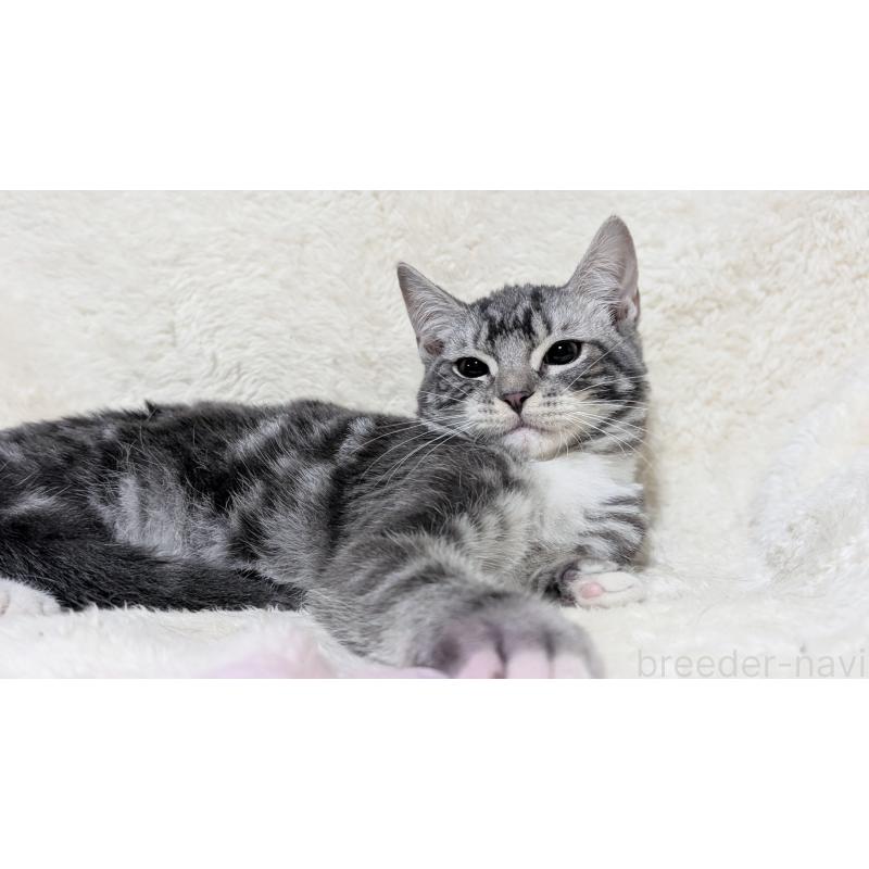 販売中の宮城県のスコティッシュフォールド-131157の3枚目