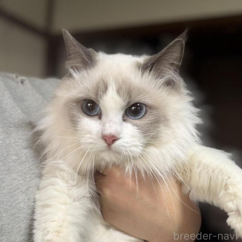 販売中の東京都のラグドール-137098