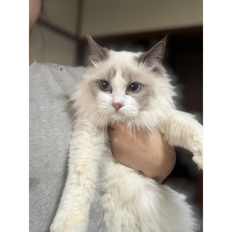 販売中の東京都のラグドール-137098の2枚目