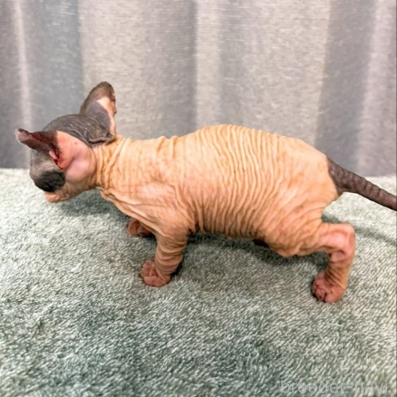 販売中の北海道のスフィンクス-137101の5枚目