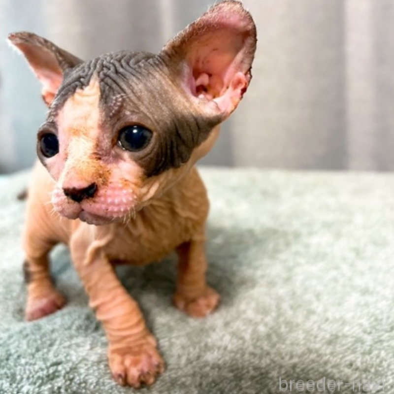 販売中の北海道のスフィンクス-137101の4枚目