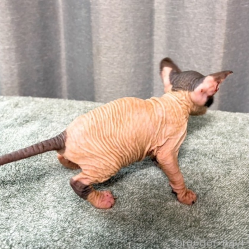 販売中の北海道のスフィンクス-137101の3枚目