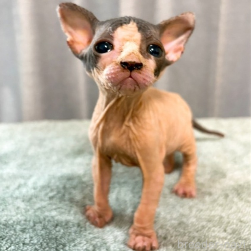 販売中の北海道のスフィンクス-137101