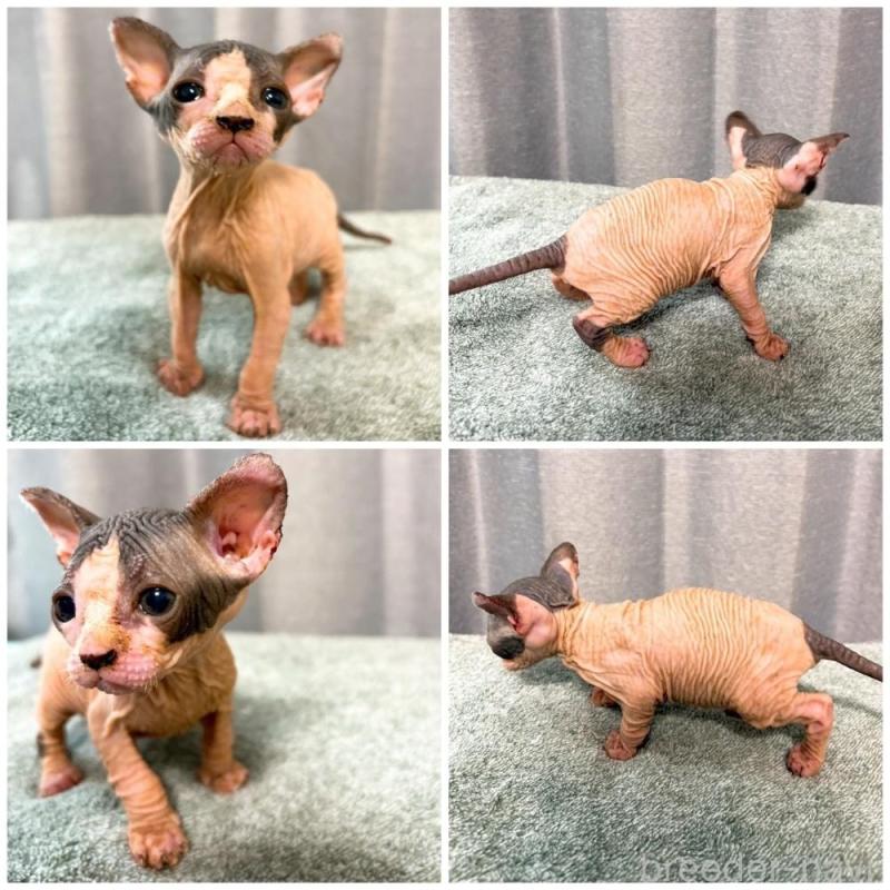 販売中の北海道のスフィンクス-137101の2枚目