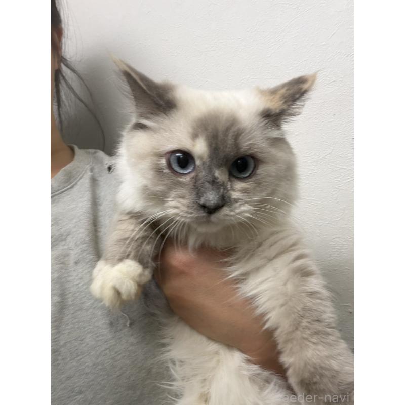 販売中の東京都のラグドール-137099の2枚目