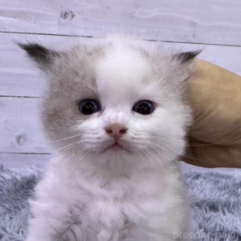 販売中の東京都のラグドール-137100