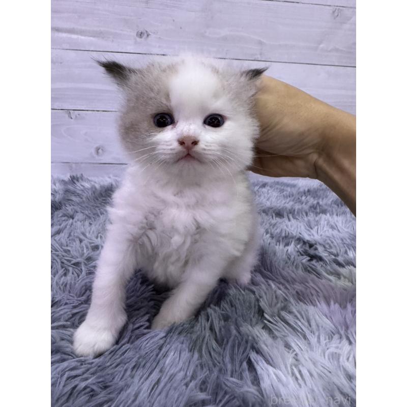 販売中の東京都のラグドール-137100の2枚目