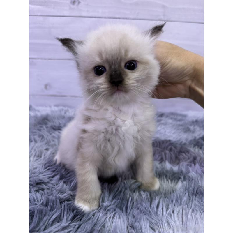 販売中の東京都のラグドール-137102の2枚目