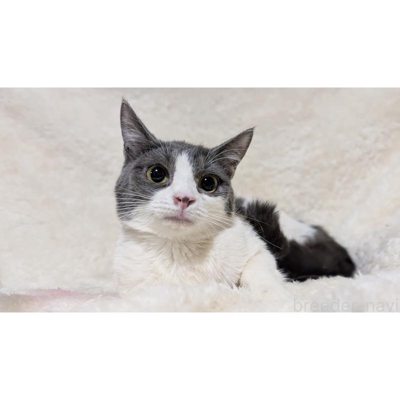 販売中の宮城県のラパーマ-124552の9枚目